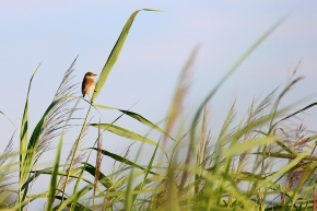 kleine karekiet (Acrocephalus scirpaceus) 8-2020 2814
